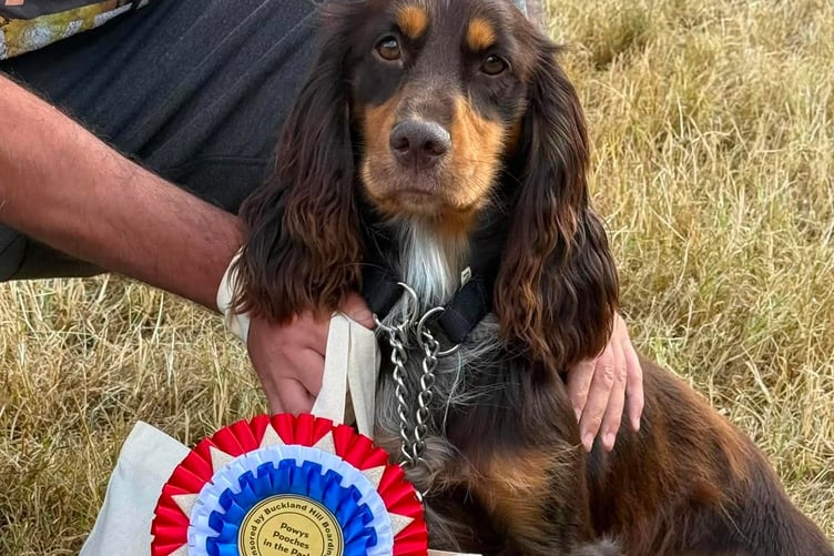 Powys Pooches in the Park