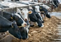 Bluetongue cases pass 100 in Wales