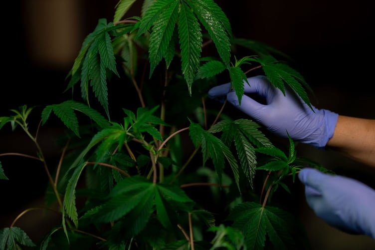 Medical cannabis