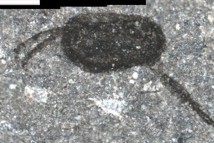 Ffabach peryglus, or the ‘Danger Bean’, was a tiny shrimp-like animal which lived near Llandrindod around 462 million years ago