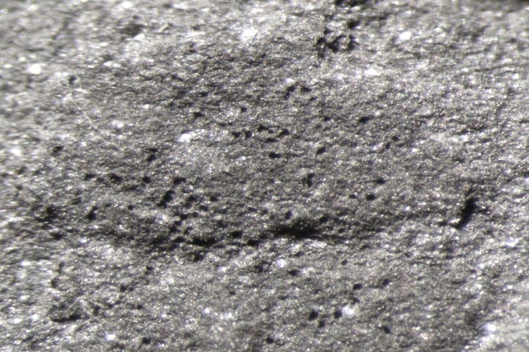 Gloynia jonesi was a newly identified 4mm-long species of bivalved arthropod from the Castle Bank fossil deposit near Llandrindod