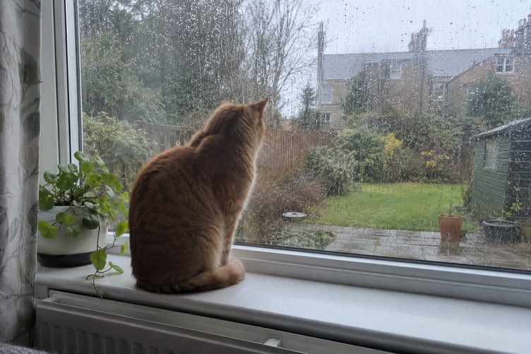 cat insurance
