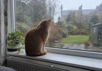 Cat insurance cover explained: What's included and what isn’t