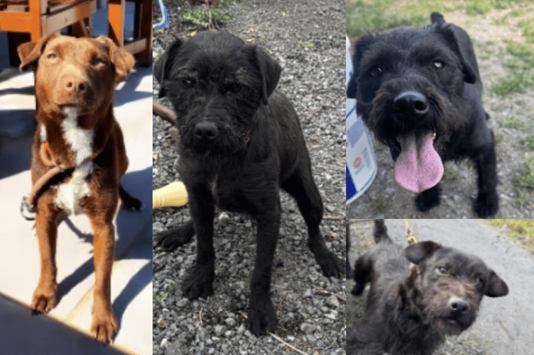 Police are appealing for information after four Patterdale Terriers were stolen near Llandrindod Wells