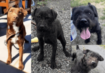 Four dogs stolen in burglary near Llandrindod Wells